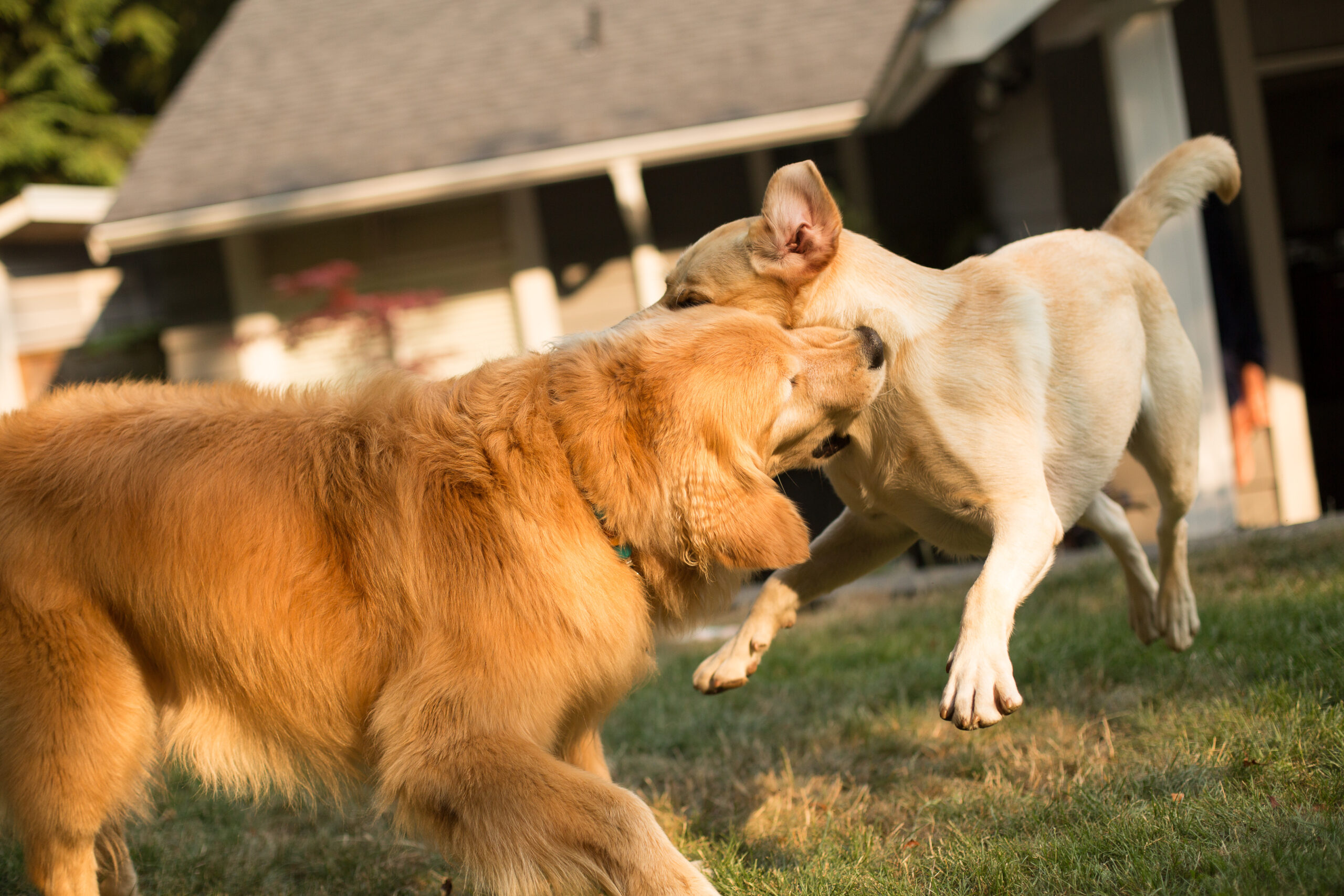 Dog,Biting,Another,Dog